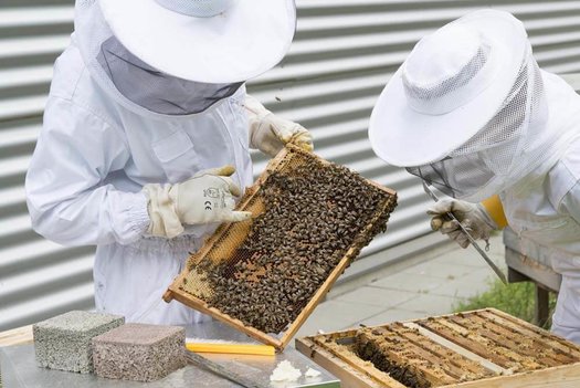 Bienenwirtschaft (Lehrberuf)